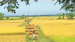 বলা হয় গুমাই বিলের এক মৌসুমের ধান দিয়ে সারা দেশের আড়াই দিনের খাদ্য চাহিদা মেটানো সম্ভব!